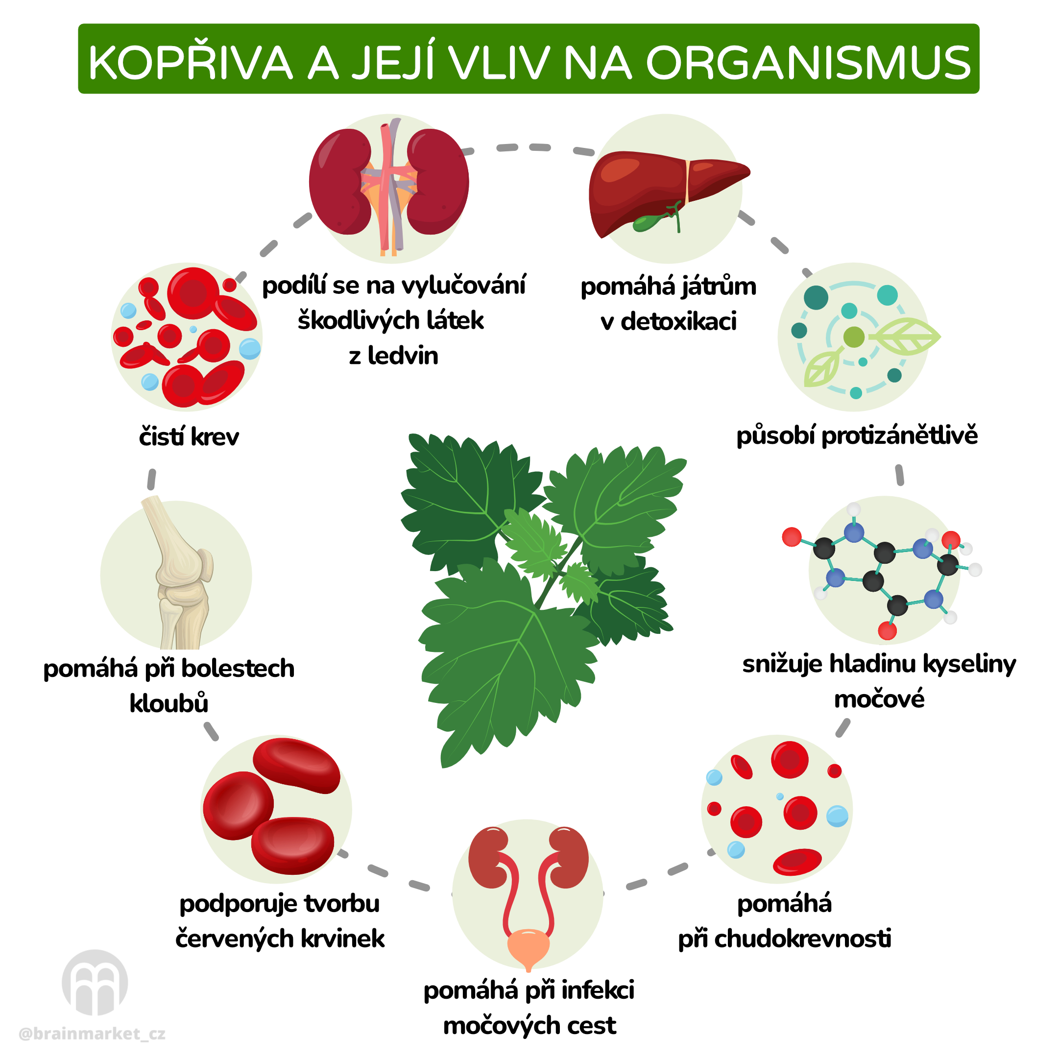 Kopřiva a její vliv na organismus_inforgafika_cz